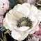 Anemone Study II Poster Print by Carol Robinson - Item # VARPDX17145
